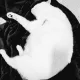 단데라이온