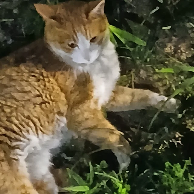 프로동