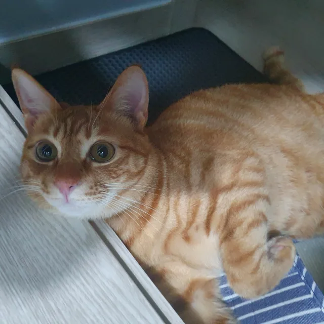 후레끼