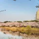 은방울