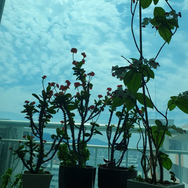 머드러기