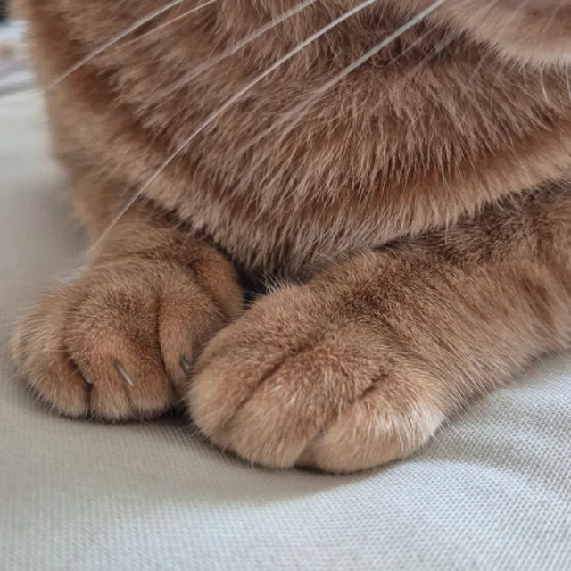 찹쌀코