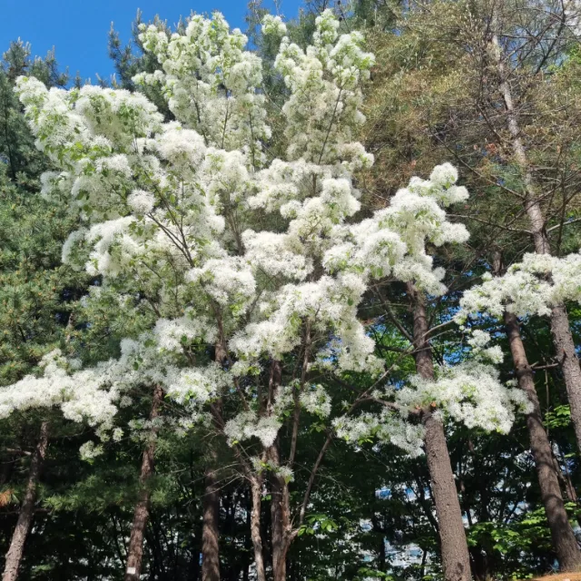 마카롱브이