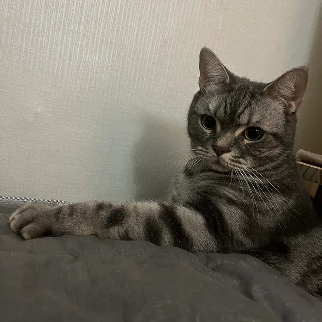 발렌