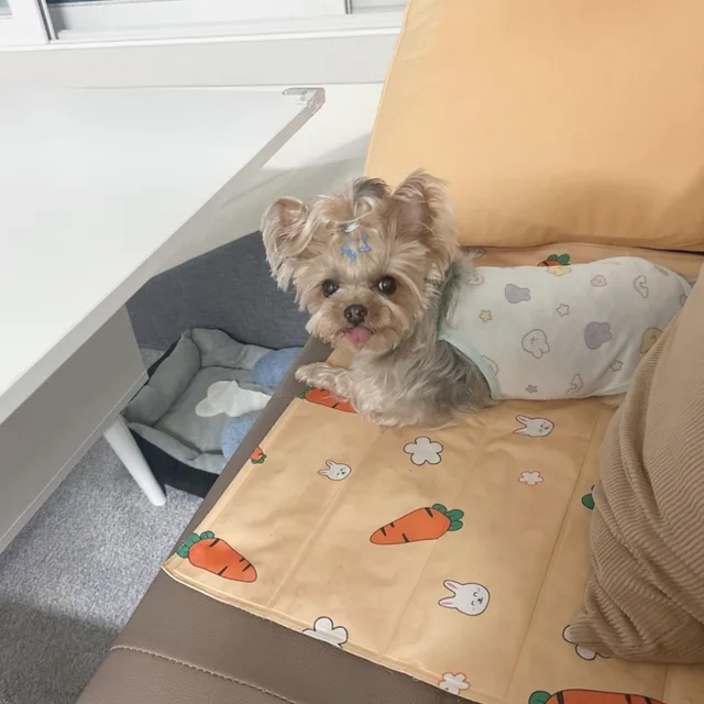 하리찡