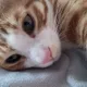 로랑이