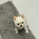 라임이아빠