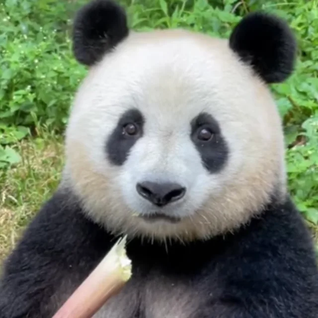 고고