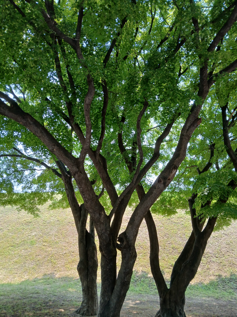 키위