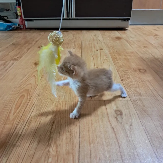 코스모스