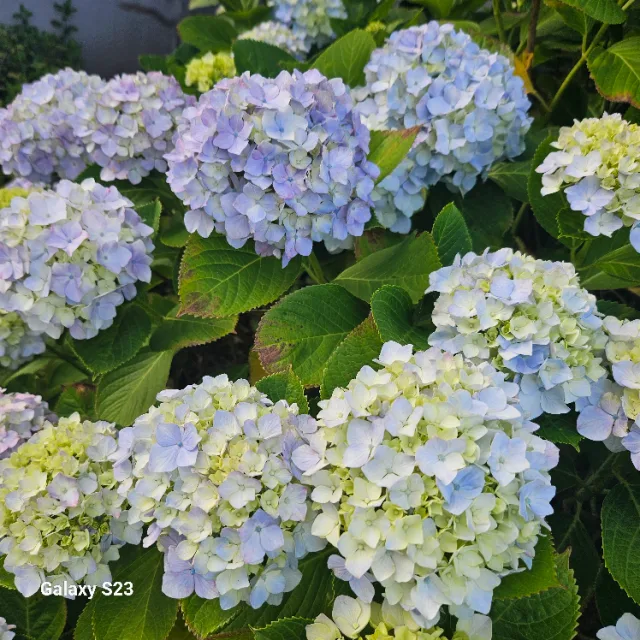 하이