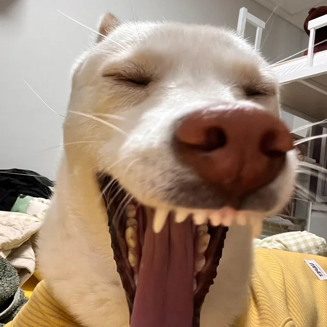 요링