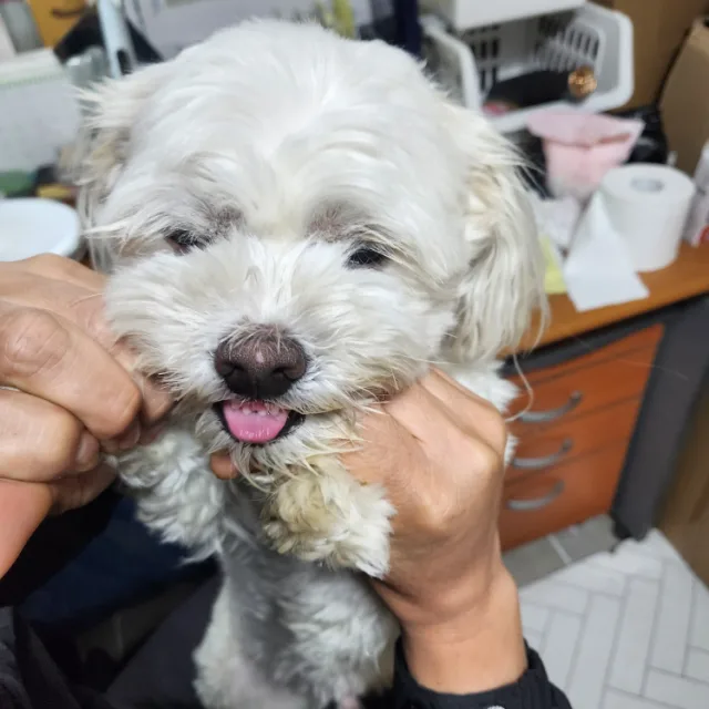 별이