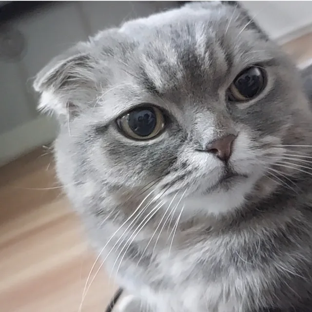 야옹