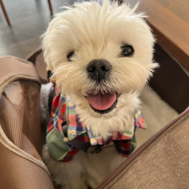 Luii
