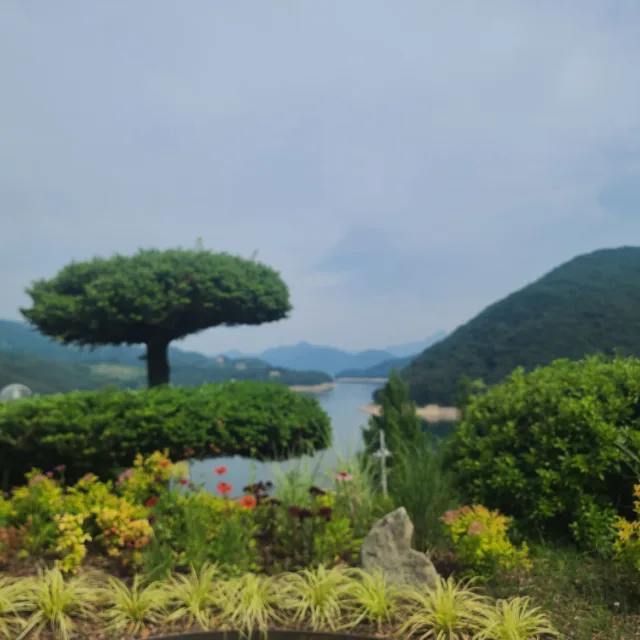 소나무