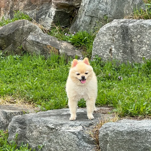 지아빠