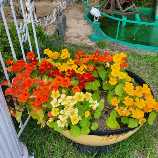 가을사과