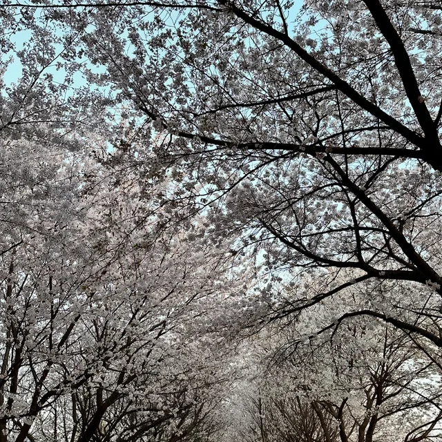 딸기맘