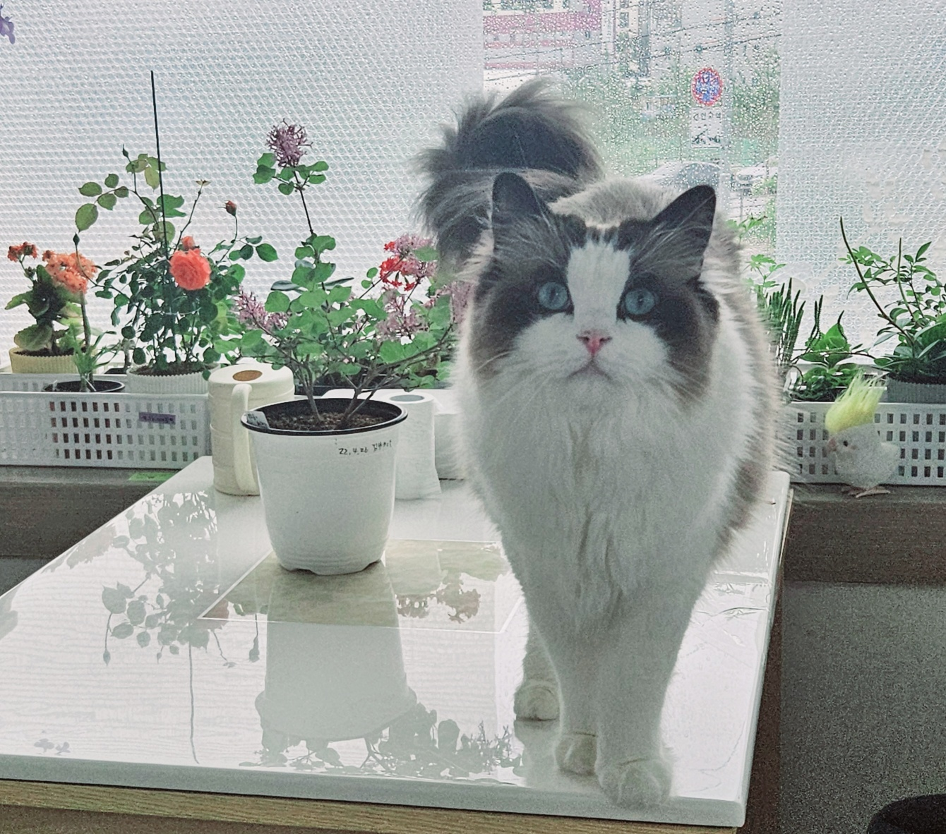 오로라