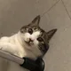 루미