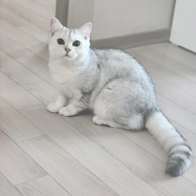 베베