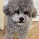 은은하니