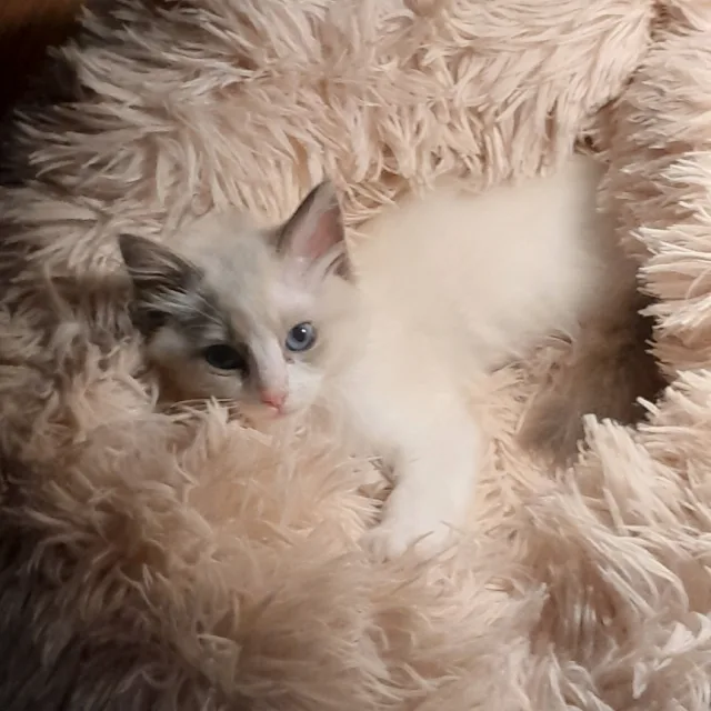 봉봉이