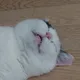 얌생이