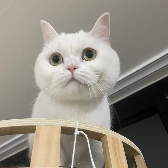 냥옹