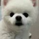 츄츄