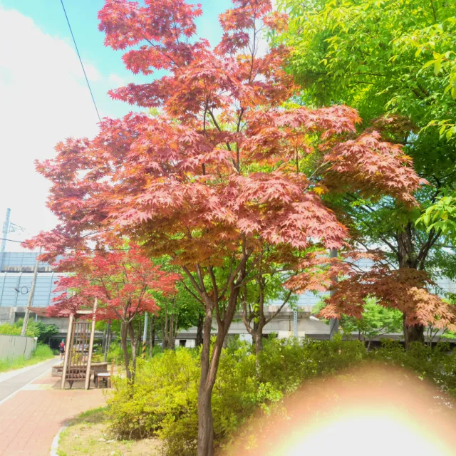 짱짱