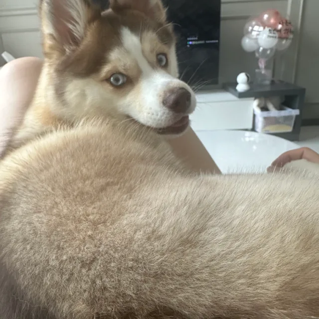 다온베베