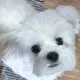 달이오빠
