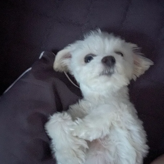 두둥실