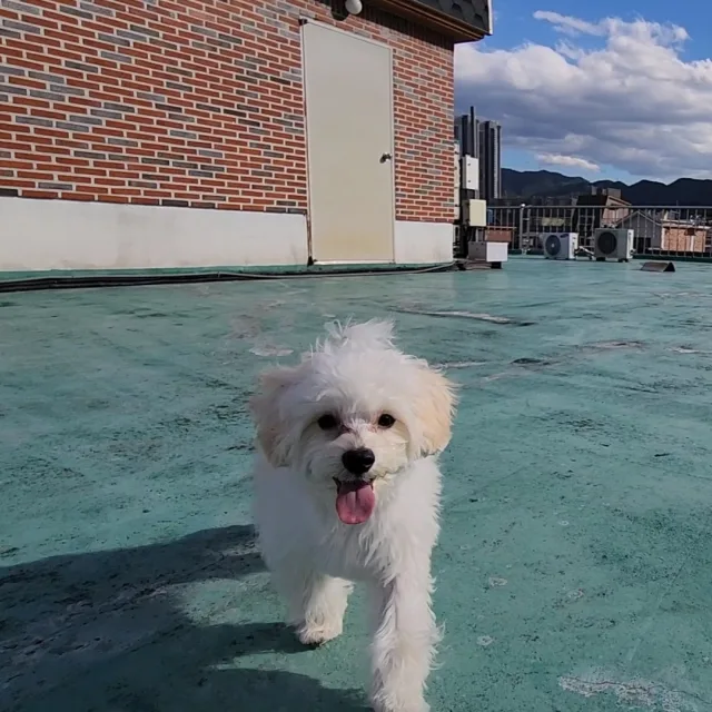 나무