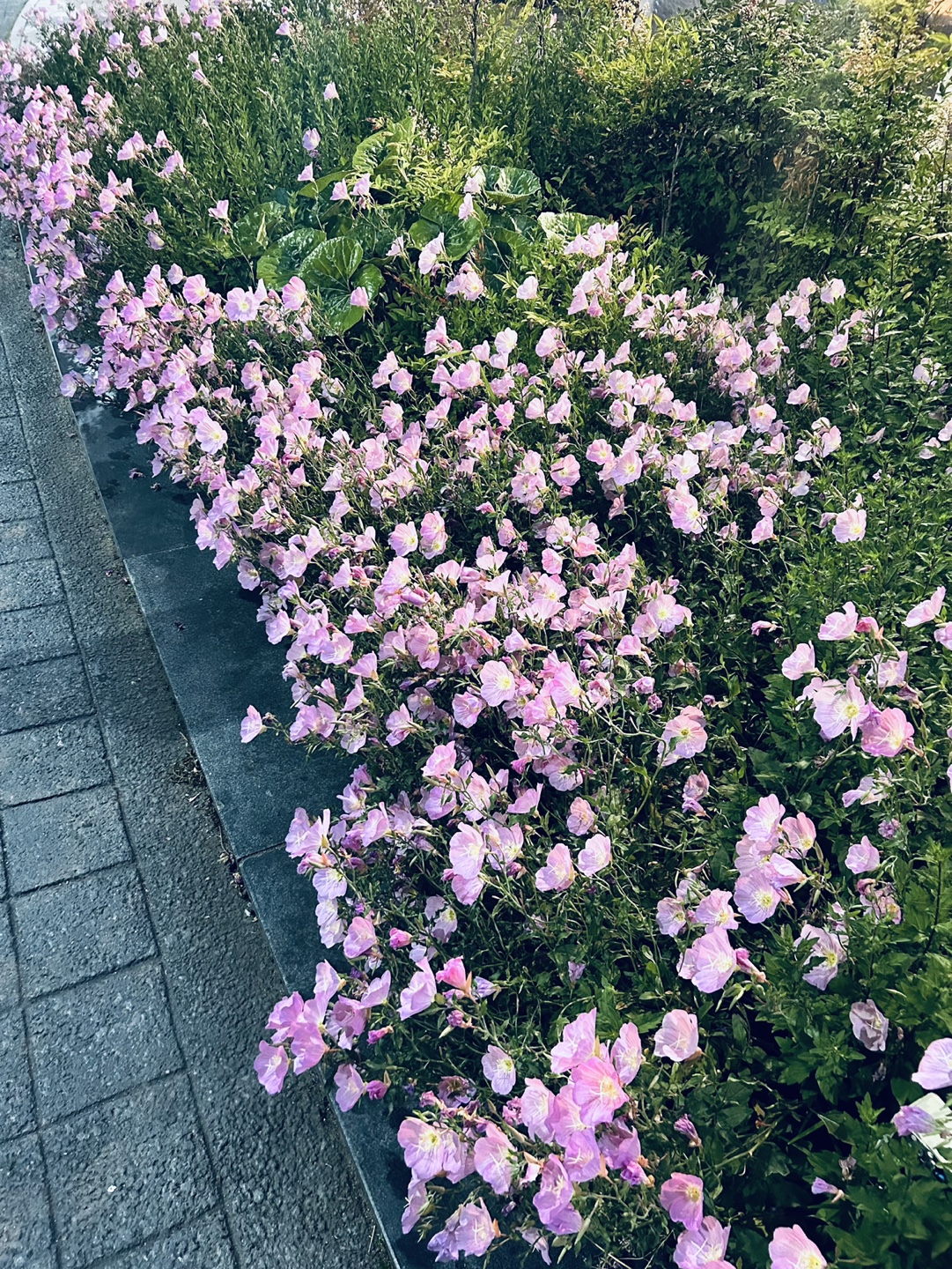 매일비움