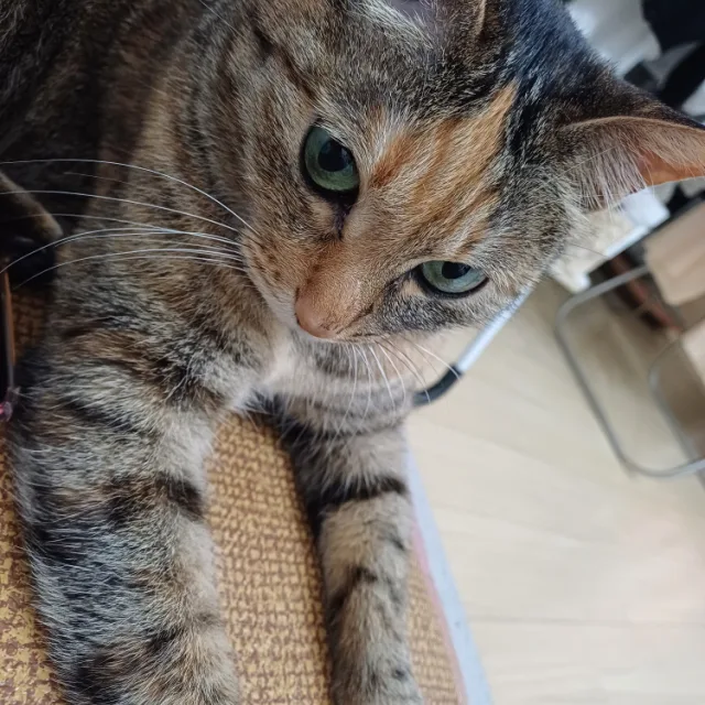 뚜기