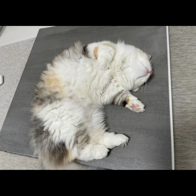 푸름이네당근
