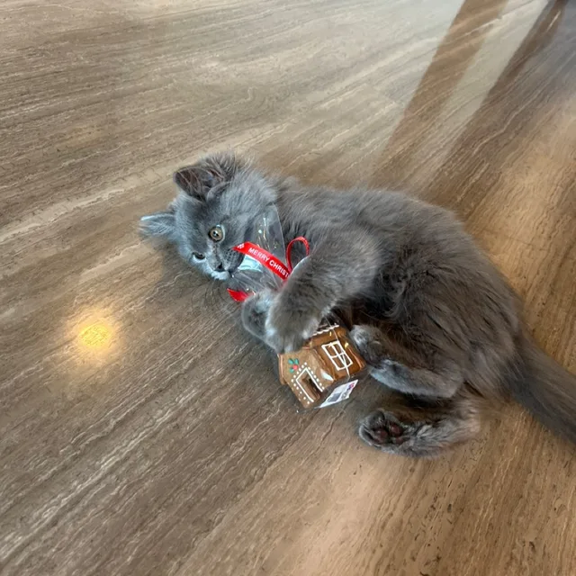 막둥이둥이