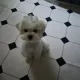 택이