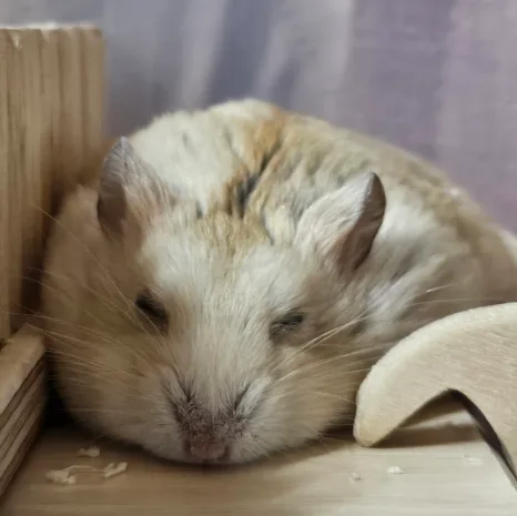 꼬꼬
