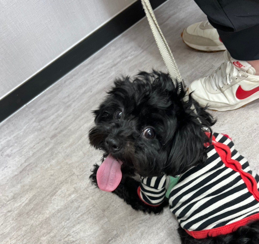 우럭아왜우럭