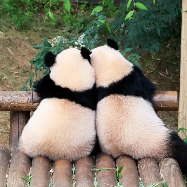 루후