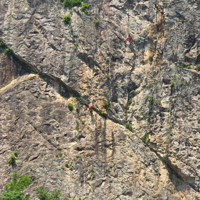 freilassen