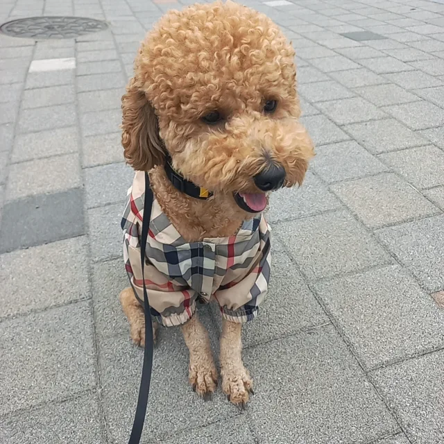 마루