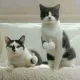덕봉산호랭이