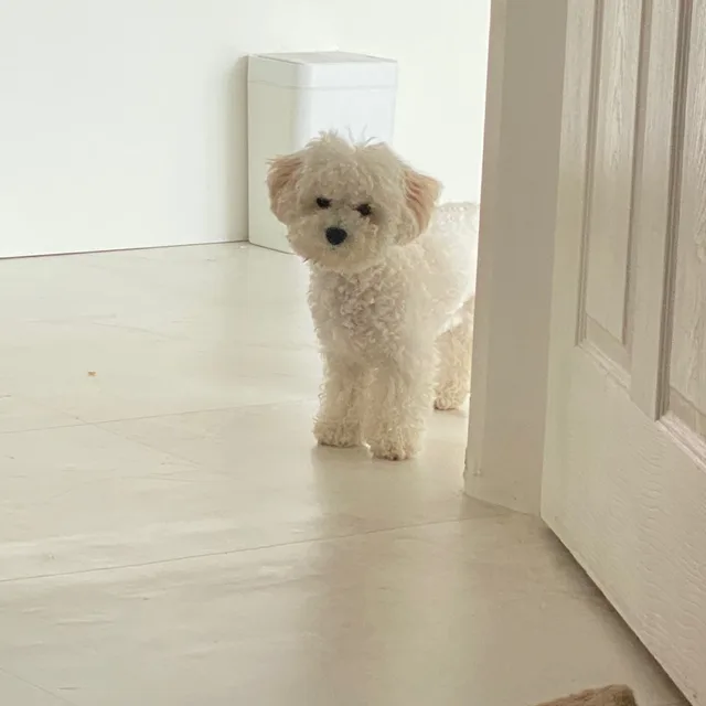 똥꾸