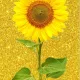 최강신용