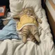 당근냥